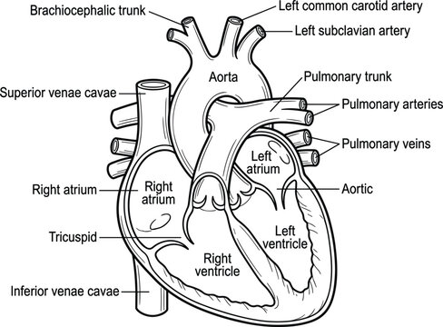 Human heart internal anatomy diagram with detailed text labels showing cross section chambers valves aorta and pulmonary arteries