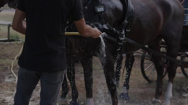 Stable Worker Washing Black Horse with Water Outdoors
