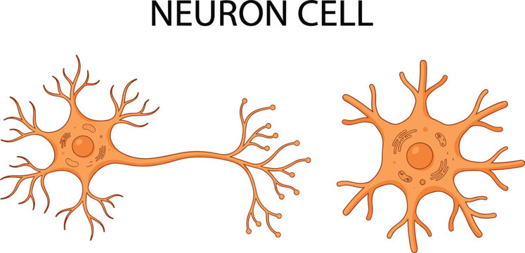 Anatomical neuron cell diagram vector showing realistic biological structure of brain nerve cells with dendrites and axon paths
