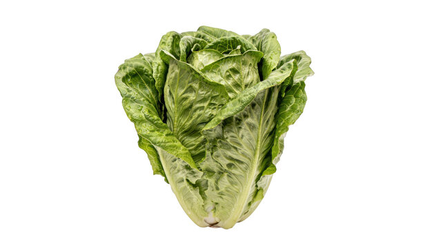A single head of fresh green romaine lettuce with crisp leaves standing upright isolated against a solid deep black background, for food display