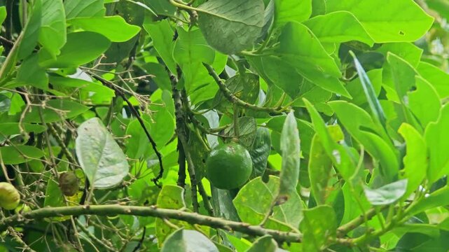Small avocado on tree in garden.