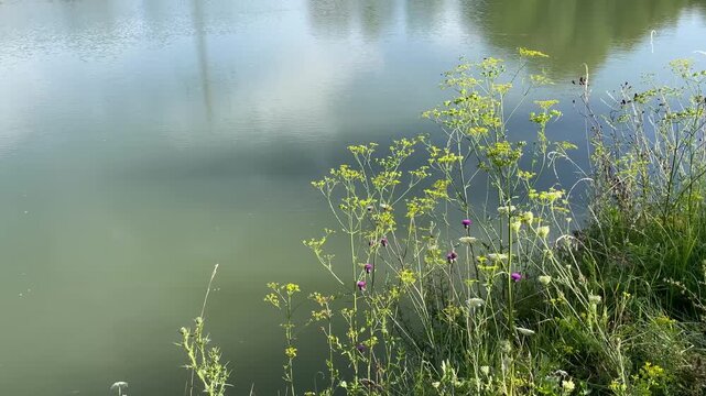 tall wildflower stems with yellow umbel clusters and purple thistle blooms in foreground leaning slightly toward calm green-blue pond, water surface showing faint
