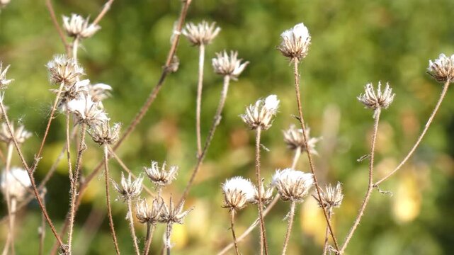 Fluffy dry seed heads blowing in breeze on blurred green natural background, medium shot, backlit. Serenity and Transformation.