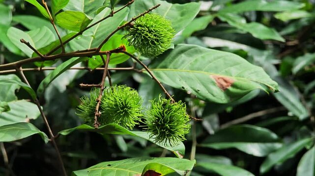 Green rambutan on tree in nature.