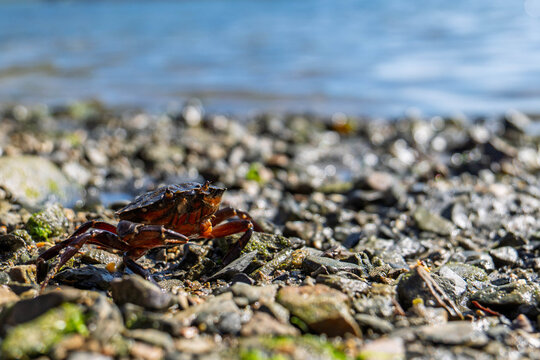 Crab Walking over Rock on Beach
