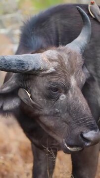 African buffalo with red-billed oxpeckers resting on its face