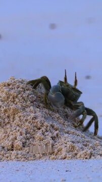 Horned ghost crab digging and moving sand on tropical beach