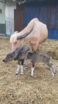 White albino water buffalo standing with two young calves