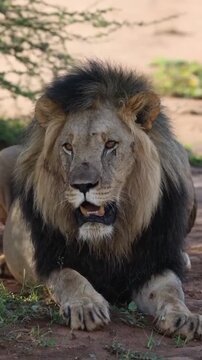Close-up shot of adult male lion resting outdoors
