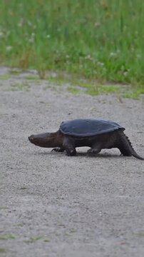 Snapping turtle walking along dirt road outdoors