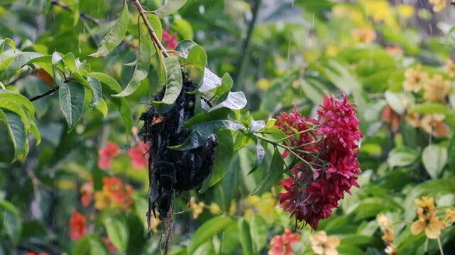 Small sunbird nest on blooming red ixora branch in garden during rain