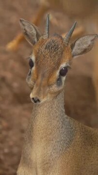 Small dik-dik antelope eating green leaves outdoors