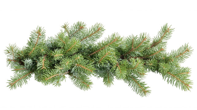 Green pine fir tree branch creating a natural christmas decoration with transparent background element