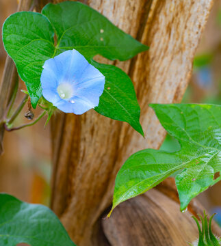 Blue morning glory flower and a brown corn stalk