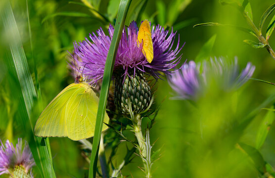 Two cloudless sulphur butterflies feeding on the nectar of a thistle blossom