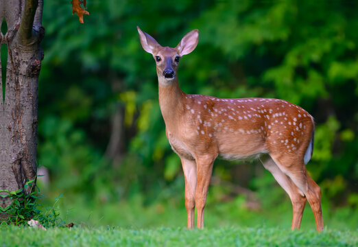 White-tailed deer fawn standing alert at the edge of the woods in a yard