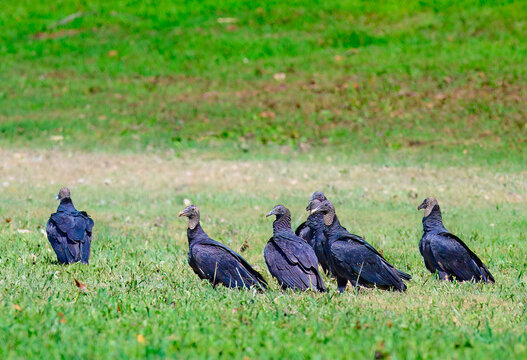 Black vultures in recently flooded field. The water receded and stranded fish for the picking