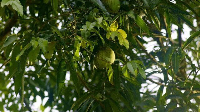 Fresh mamey sapote fruit hanging from branch in tropical garden at golden hour.