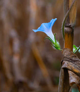 Single isolated morning glory blossom on a dead corn stalk