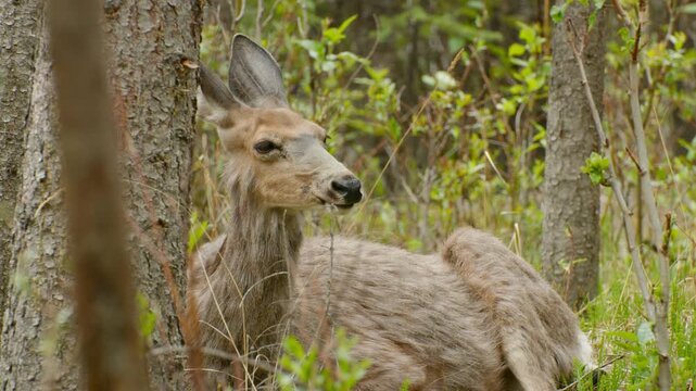 A mule deer doe ruminates while resting in a tranquil forest clearing during spring.