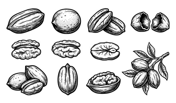 Vintage pecan nut and kernel botanical set with cracked shells black and white ink vector illustration
