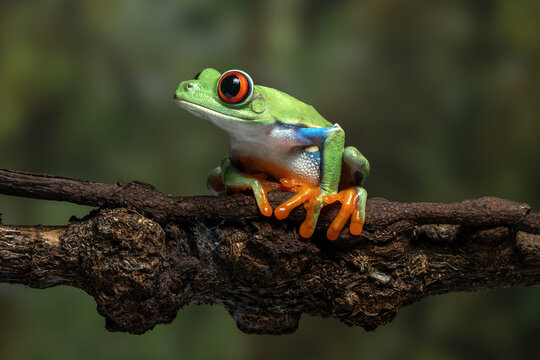 The red-eyed tree frog (Agalychnis callidryas) is a famous rainforest amphibian known for its bright colors and big red eyes. It is native to forests of Central and South America.