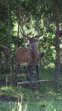 Red deer stag with magnificent antlers in the Carpathian forest, Cervus elaphus