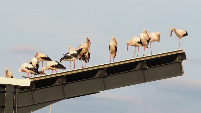 White stork flock resting on an industrial platform during autumn migration, Ciconia ciconia
