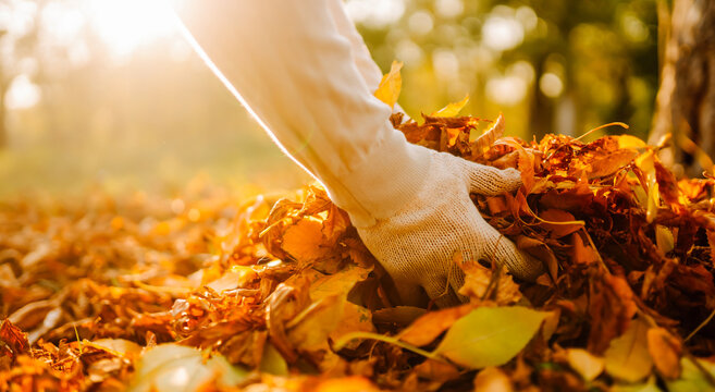 Close-up of person wearing gloves collects fallen autumn leaves in bag in sunny park. Volunteer or garden employee rakes yellow leaves at sunset. Concept of cleaning, ecology, and seasonality.