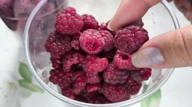 Woman sorting and inspecting fresh raspberries in a container, checking berry quality before sale and delivery.