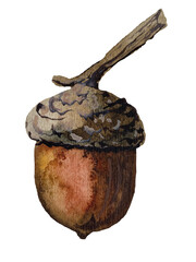 Hand-painted watercolor illustration of a brown acorn with a small twig attached to its cap, isolated on a transparent background © Volodymyr