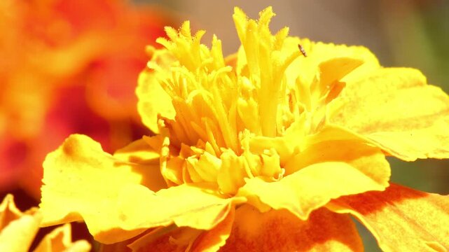Macro view of small insect crawling on yellow marigold Tagetes flower head, macro shot, sunlight. Tiny World and Intricacy.