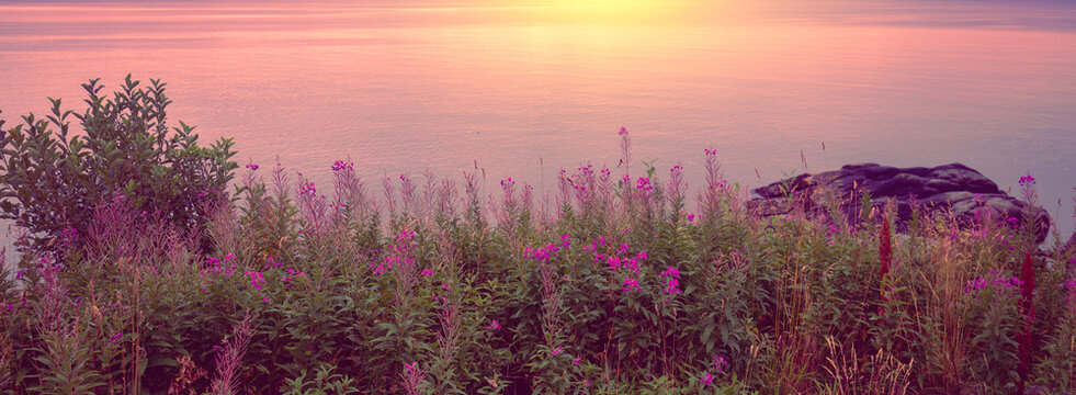 Seascape with rocky seashore and blossoming pink willowherb flowers with the dramatic sunset sky. Beautiful nature of Norway