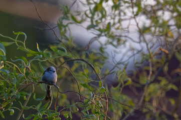 Long-tailed Tit (Aegithalos caudatus) perched on curly willow (Salix) branches in soft sunlight. Beautiful wildlife nature photography with bokeh. © TomKorcak