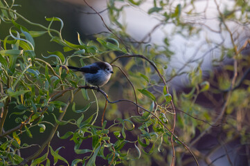 Long-tailed Tit (Aegithalos caudatus) perched on curly willow (Salix) branches in soft sunlight. Beautiful wildlife nature photography with bokeh. © TomKorcak