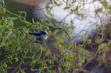 Long-tailed Tit (Aegithalos caudatus) perched on curly willow (Salix) branches in soft sunlight. Beautiful wildlife nature photography with bokeh. © TomKorcak