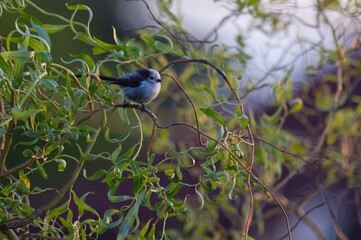 Long-tailed Tit (Aegithalos caudatus) perched on curly willow (Salix) branches in soft sunlight. Beautiful wildlife nature photography with bokeh. © TomKorcak