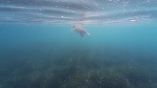 A Caretta caretta encountered by a tourist while swimming during summer vacation. A sea turtle is swimming in the blue water. Caretta caretta in Marmaris, Mugla. Animal. 4k horizontal video. No people