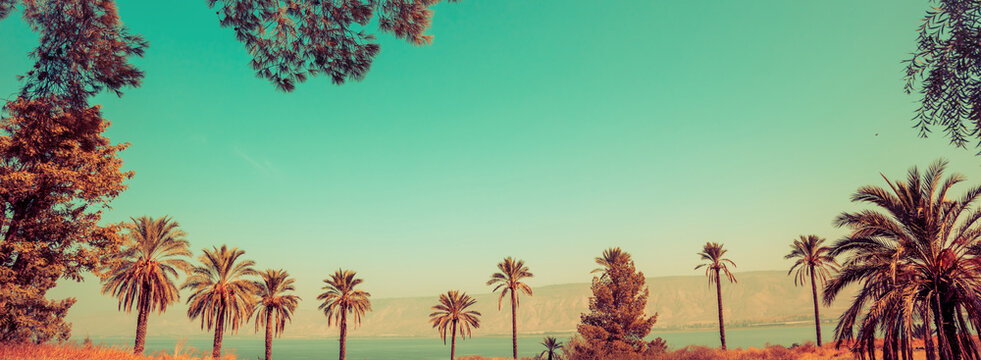 Northern Israel. A row of palm trees near the Sea of Galilee on a sunny day