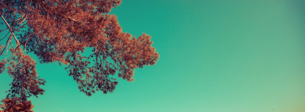 Pine branches against a clear sky