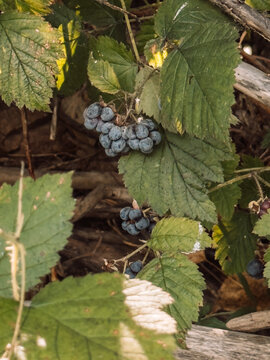 Ripe wild blackberries growing among green leaves on forest floor.