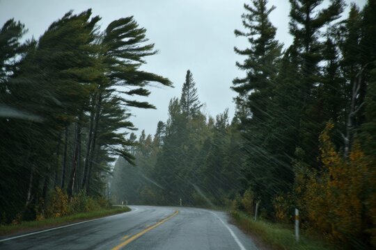 Windy road through trees during rain in a forest area in the early morning