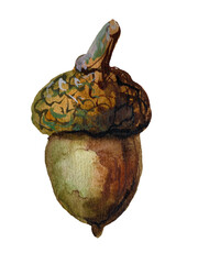 Hand-painted watercolor illustration of a greenish-brown acorn with a small twig attached to its cap, isolated on a transparent background © Volodymyr