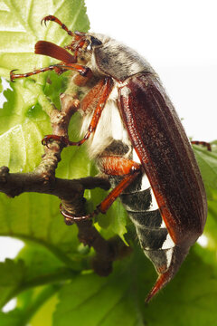 Cockchafer beetle (Melolontha melolontha) on leaves, close-up