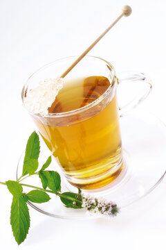 Peppermin tea (Mentha x piperitata)