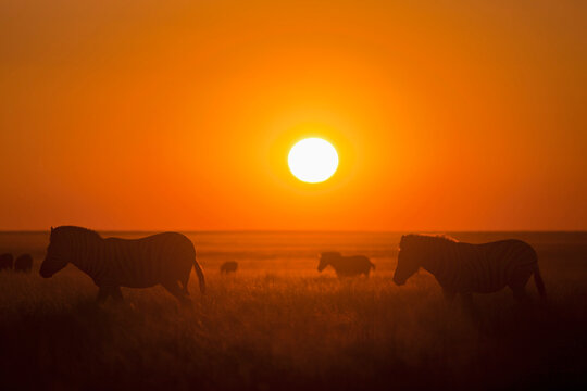 Africa, Namibia, Burchell's zebra in etosha national park at sunset