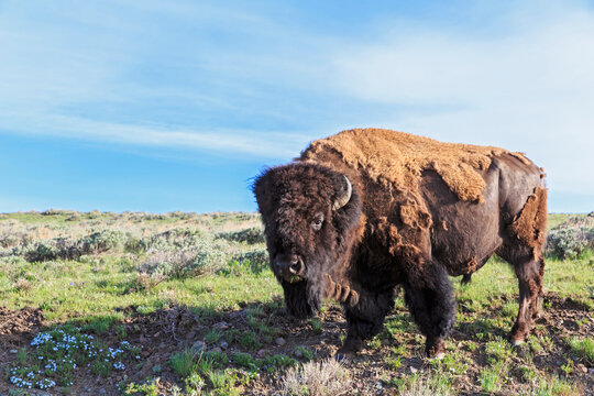 USA, Yellowstone National Park, Buffalo standing on grass