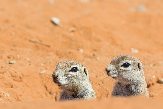 Botswana, Kalahari, Kgalagadi Transfrontier Park, two African ground squirrels hiding