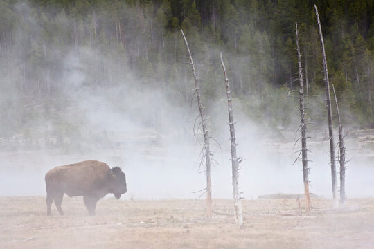 USA, Yellowstone Park, American Bison (Bison bison) grazing by geyser