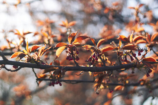 Autumn cherry tree branch with copper leaves and delicate dark blossoms in bokeh